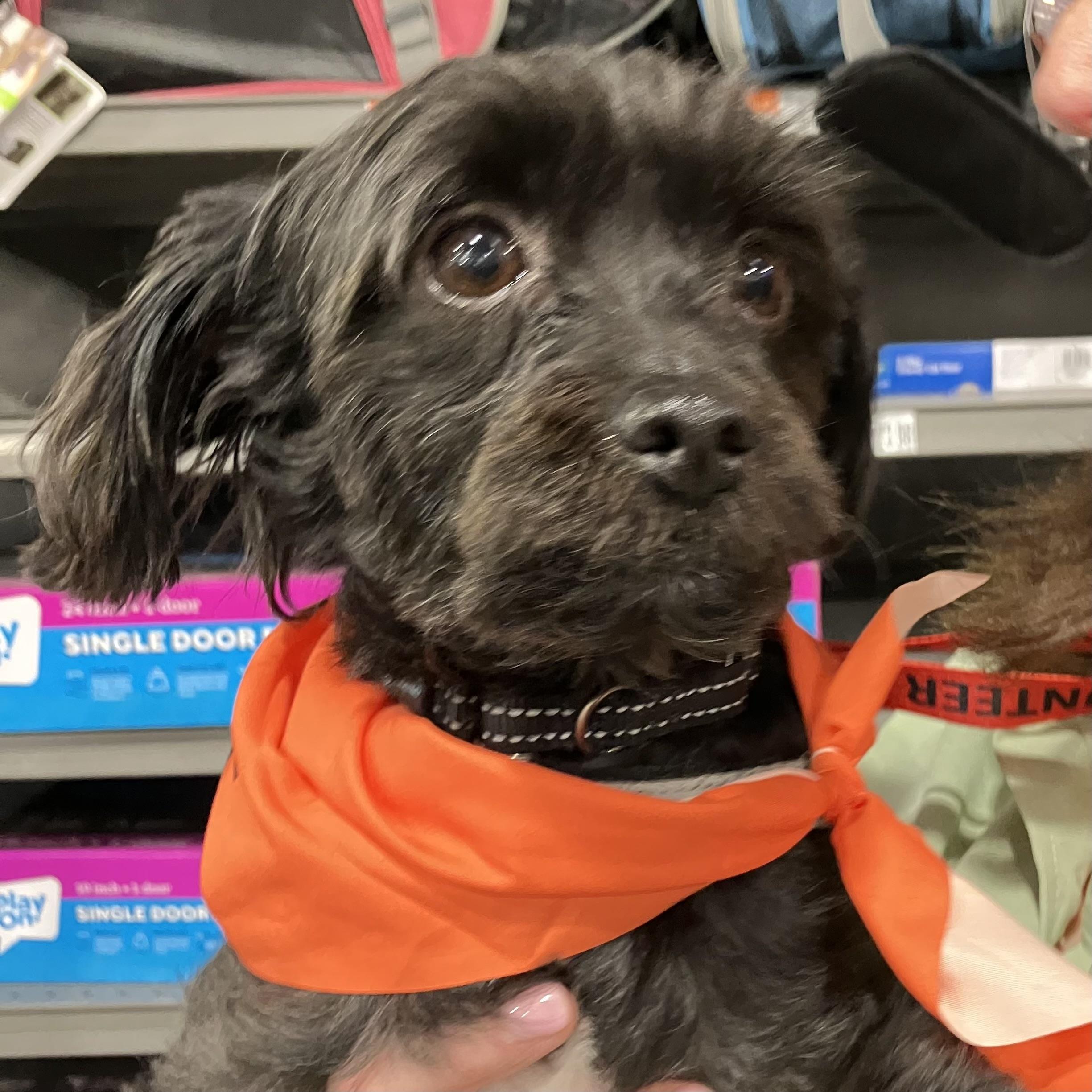 Enlarge Romeo, a ADOPTABLE Havanese in POTOMAC, MD image 5/5