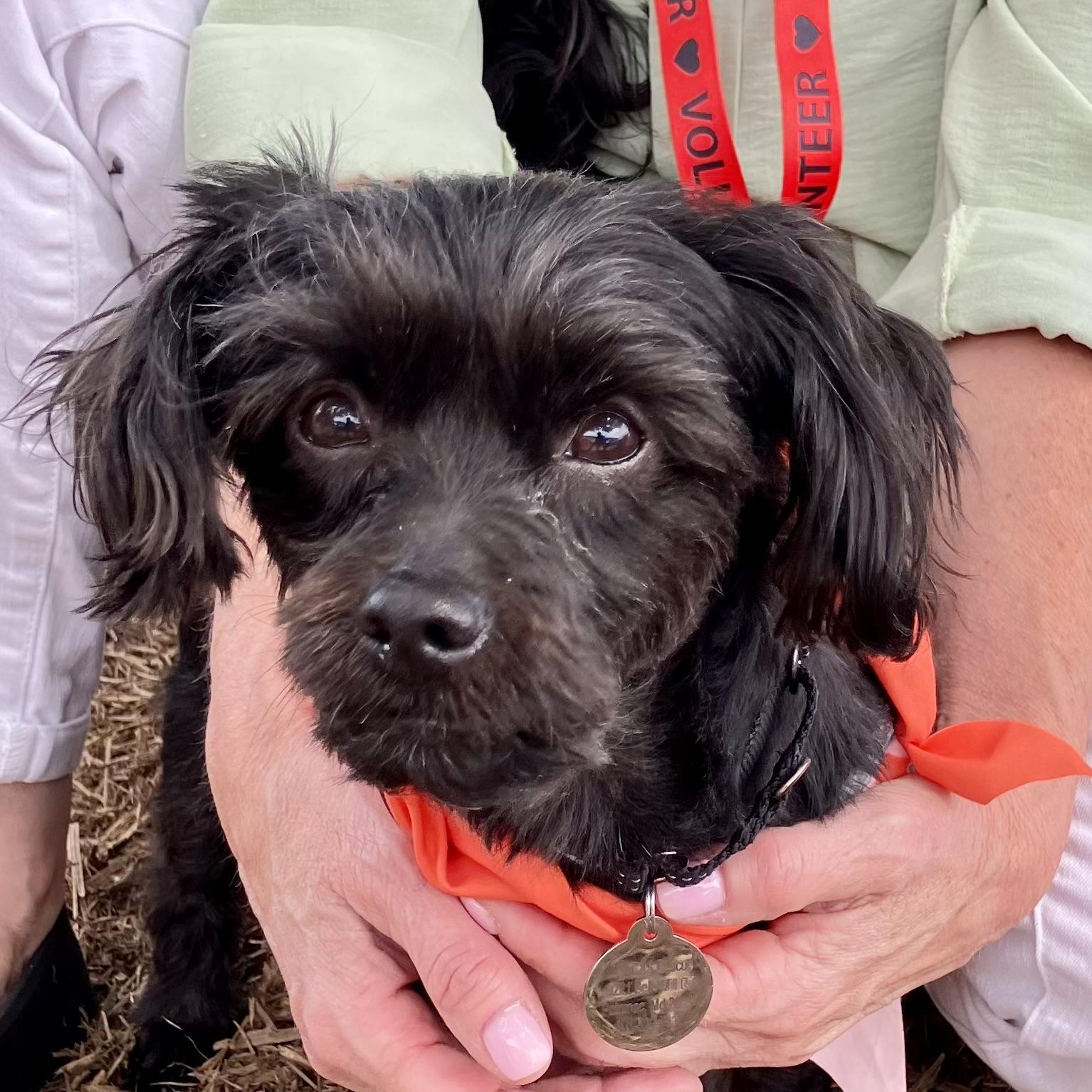 Enlarge Romeo, a ADOPTABLE Havanese in POTOMAC, MD image 4/5