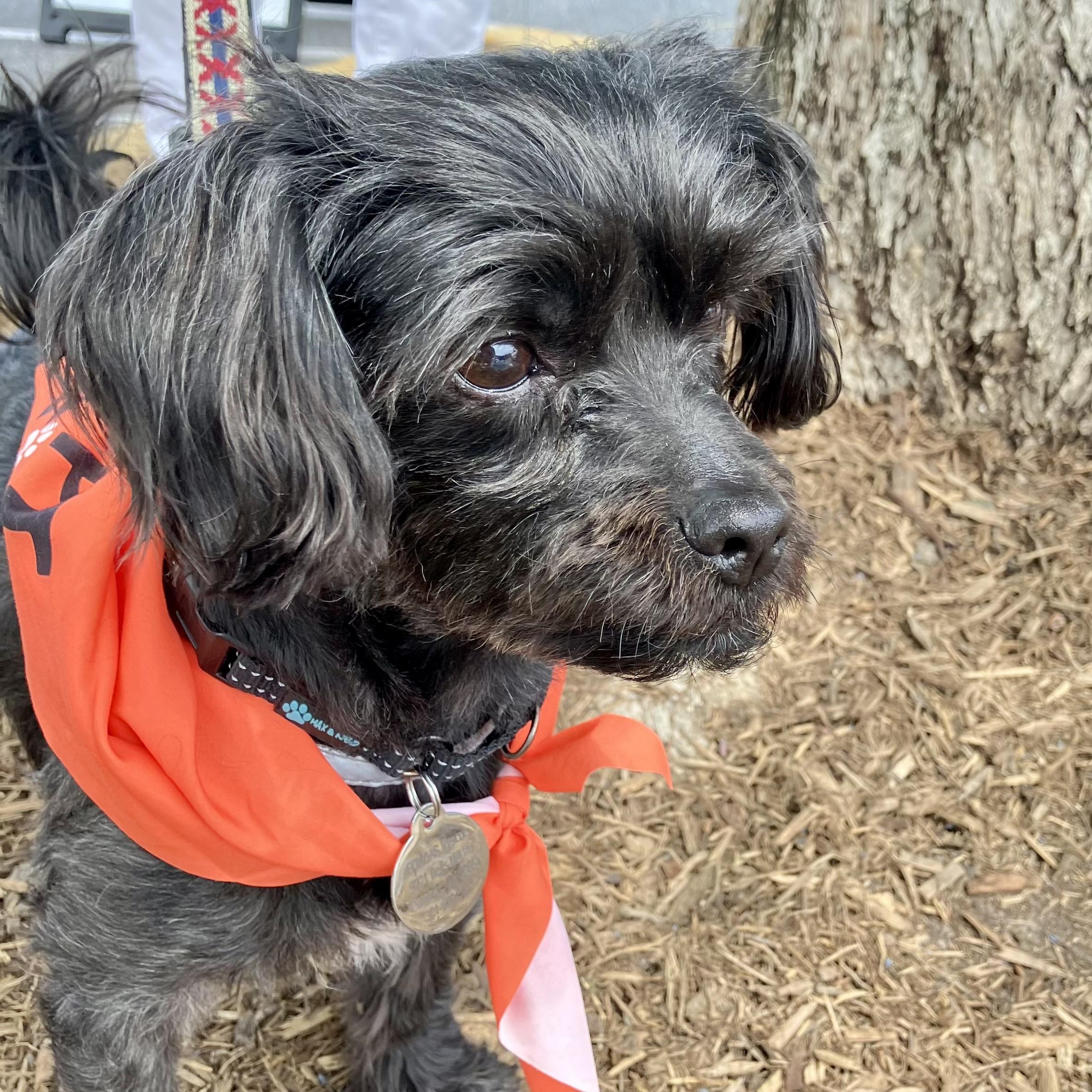 Enlarge Romeo, a ADOPTABLE Havanese in POTOMAC, MD image 2/5