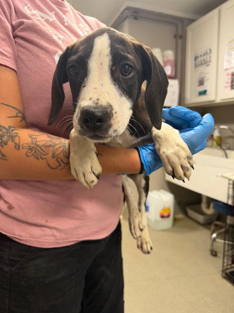 Calamity, Adoptable, Puppy Female Pointer.