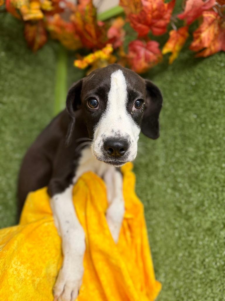 Enlarge Calamity, a Adoptable mixed breed in Hopkinsville, KY image 2/2