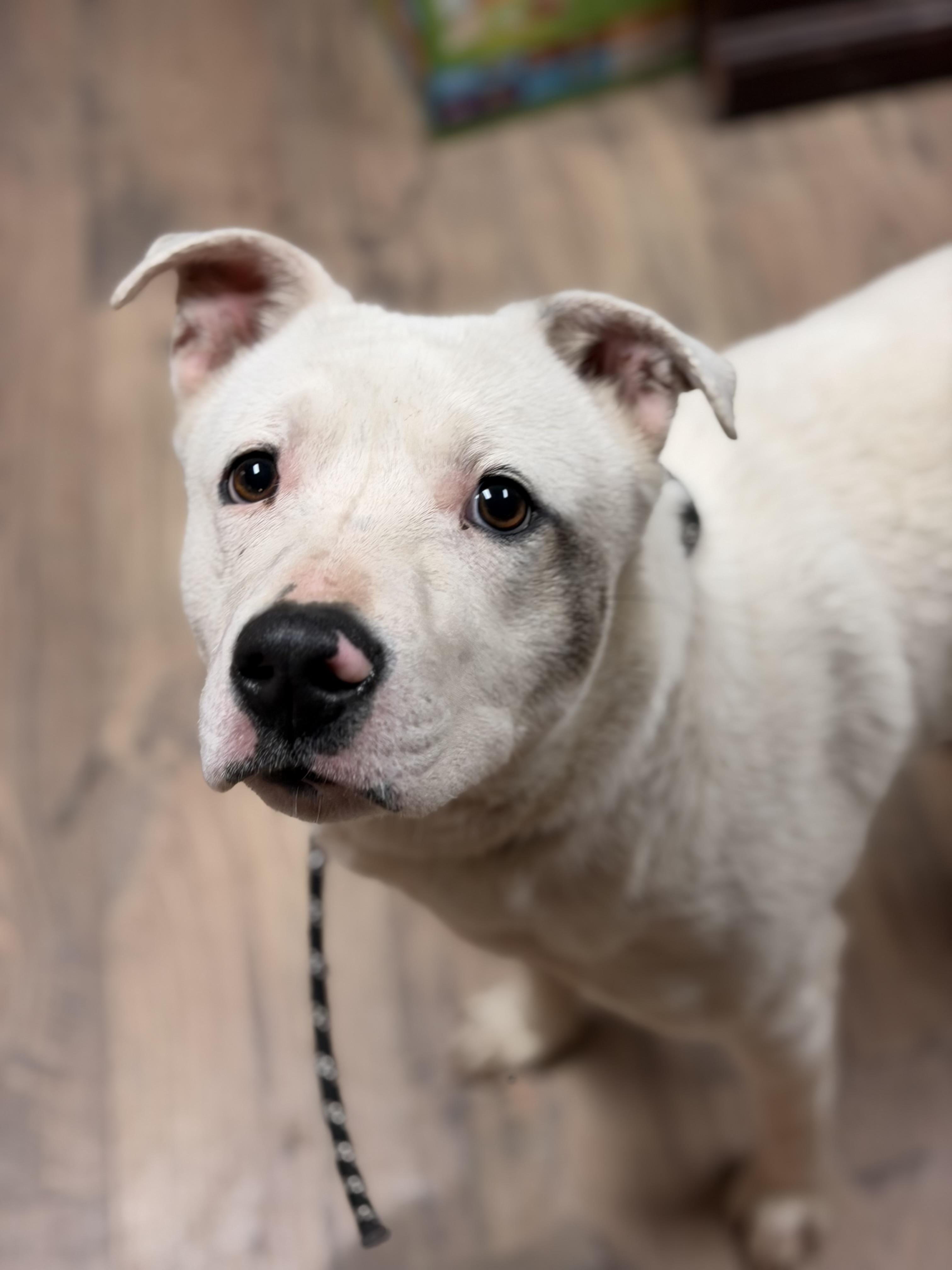 Enlarge Gale, a ADOPTABLE Mixed Breed in Baxter, KY image 1/1