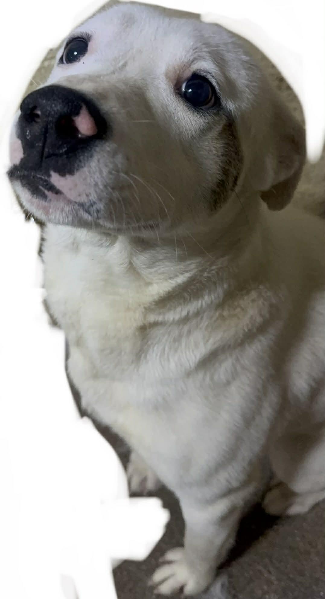 Gale, ADOPTABLE, Adult Male Mixed Breed.