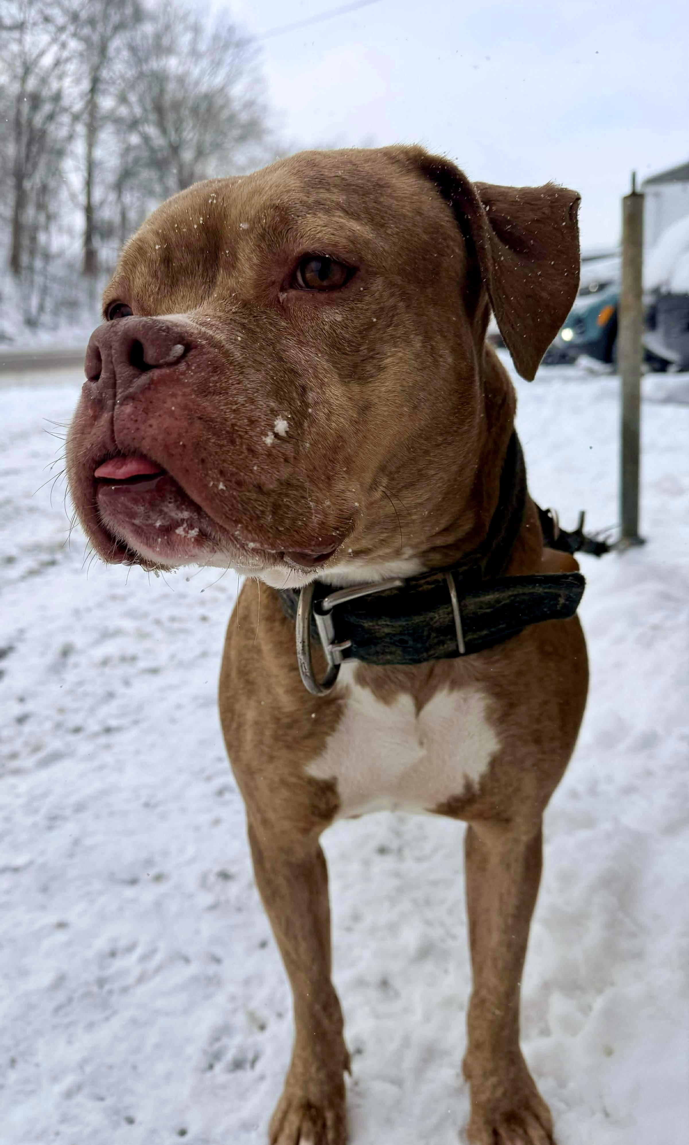 Enlarge Hattie , a ADOPTABLE mixed breed in McKeesport, PA image 2/6