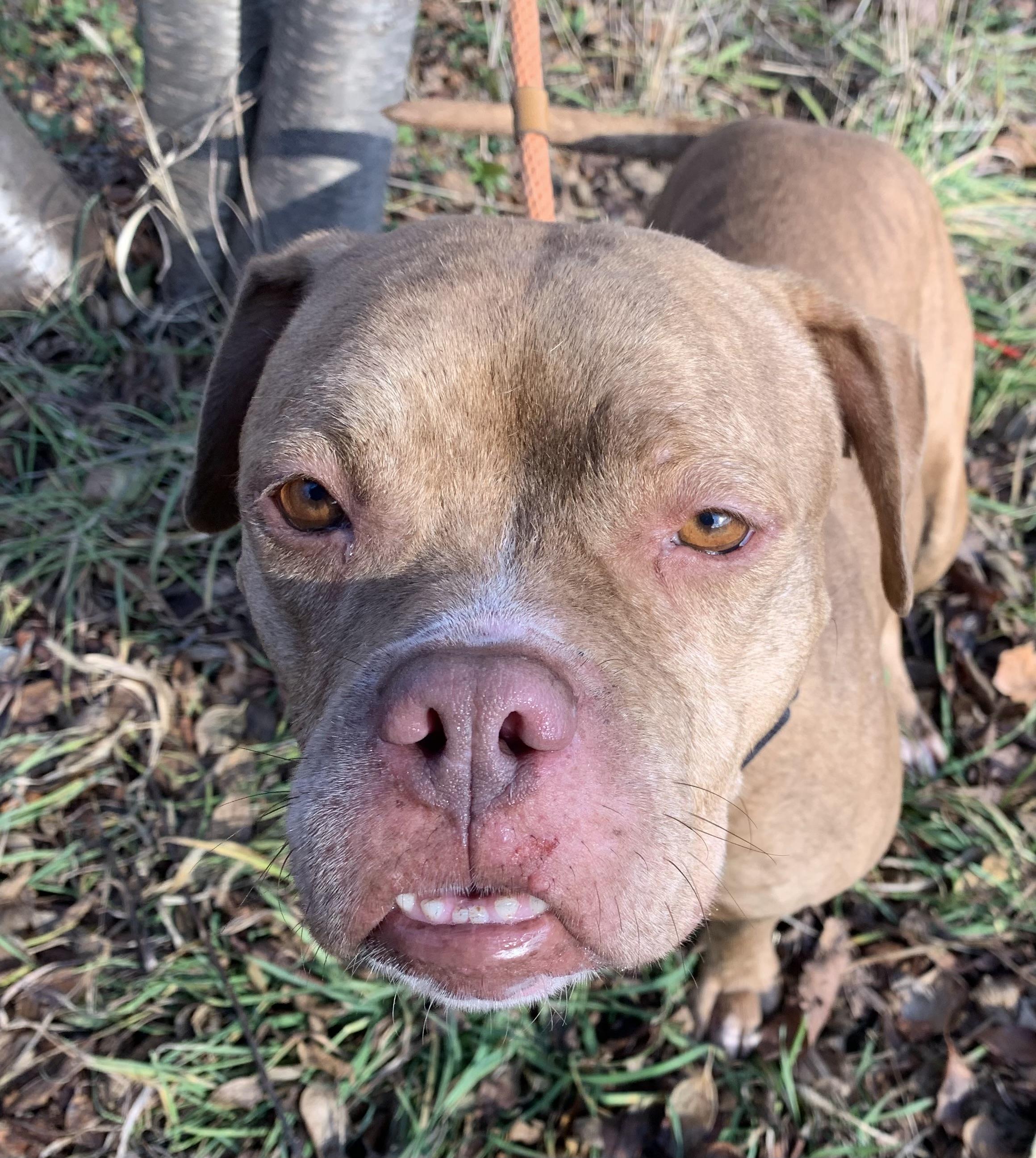 Hattie , ADOPTABLE, Adult Female American Bulldog.