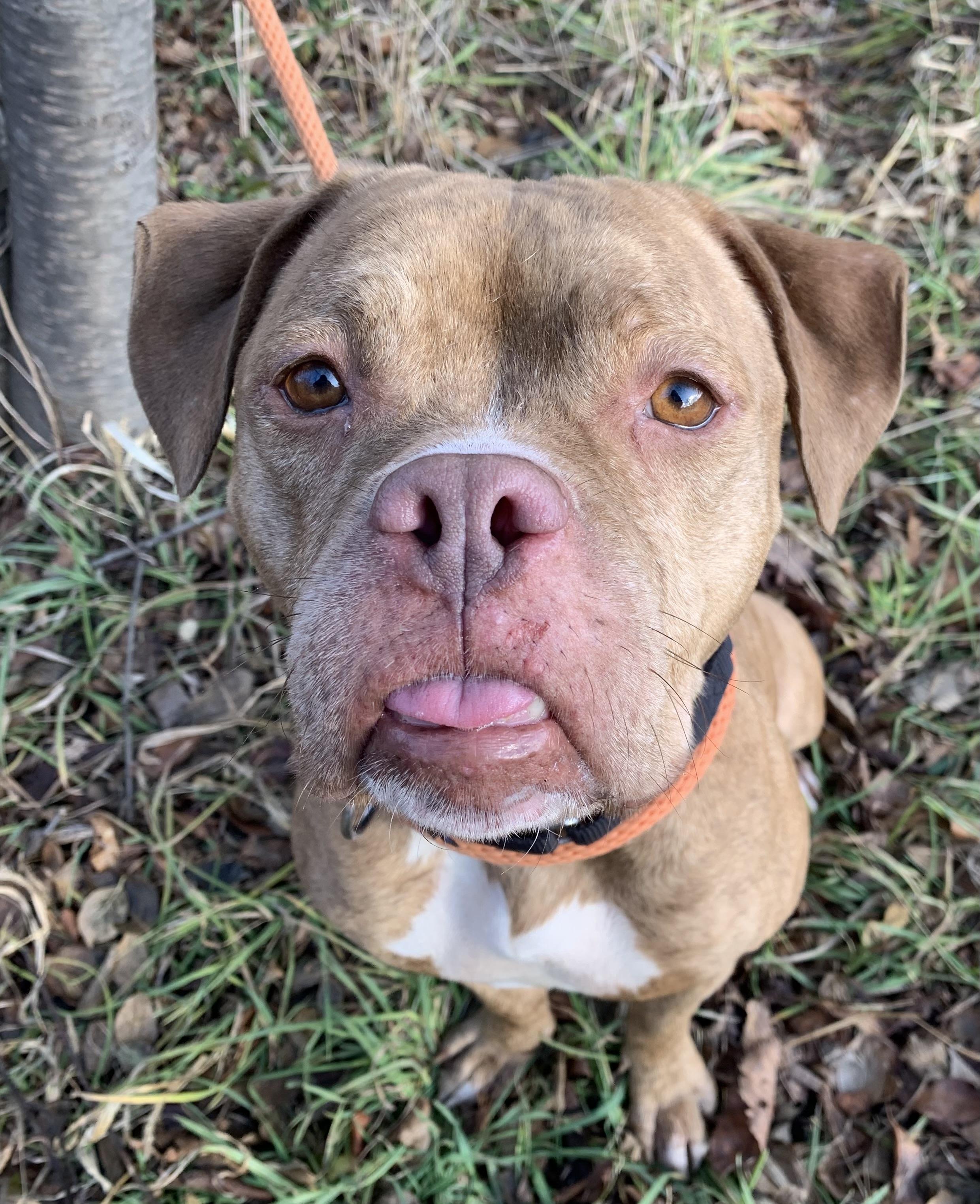 Enlarge Hattie , a ADOPTABLE mixed breed in McKeesport, PA image 6/6