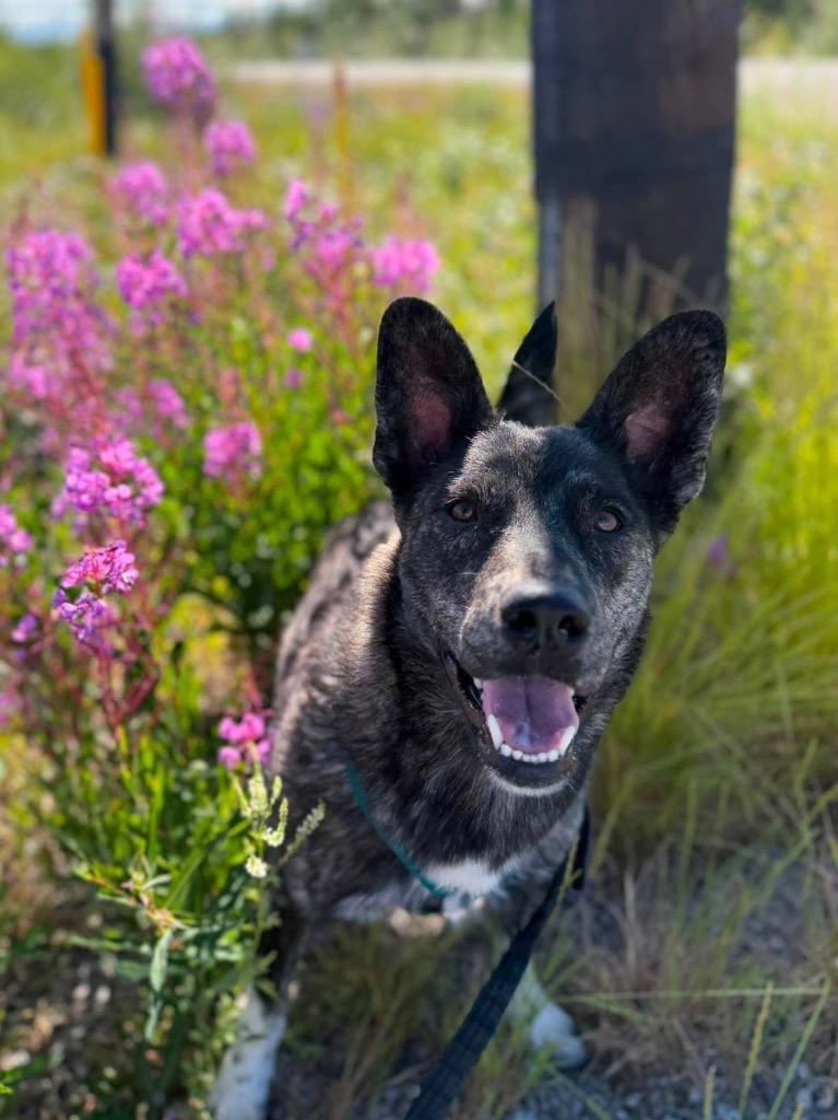 Mitzi, Adoptable, Young Female Husky.