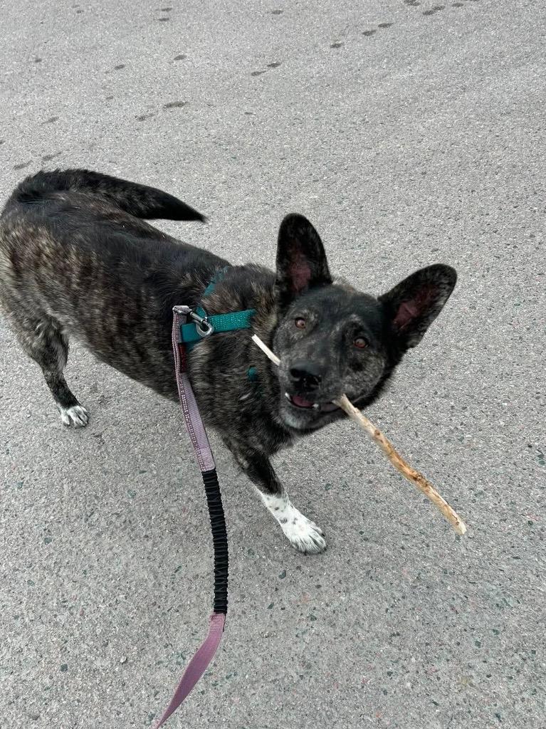 Mitzi, a Adoptable mixed breed in Yellowknife, NT image 2/4