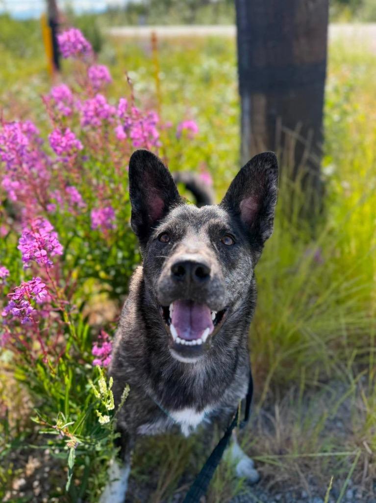 Mitzi, a Adoptable mixed breed in Yellowknife, NT image 3/4
