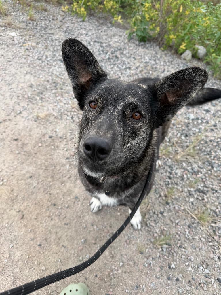 Enlarge Mitzi, a Adoptable mixed breed in Yellowknife, NT image 1/1