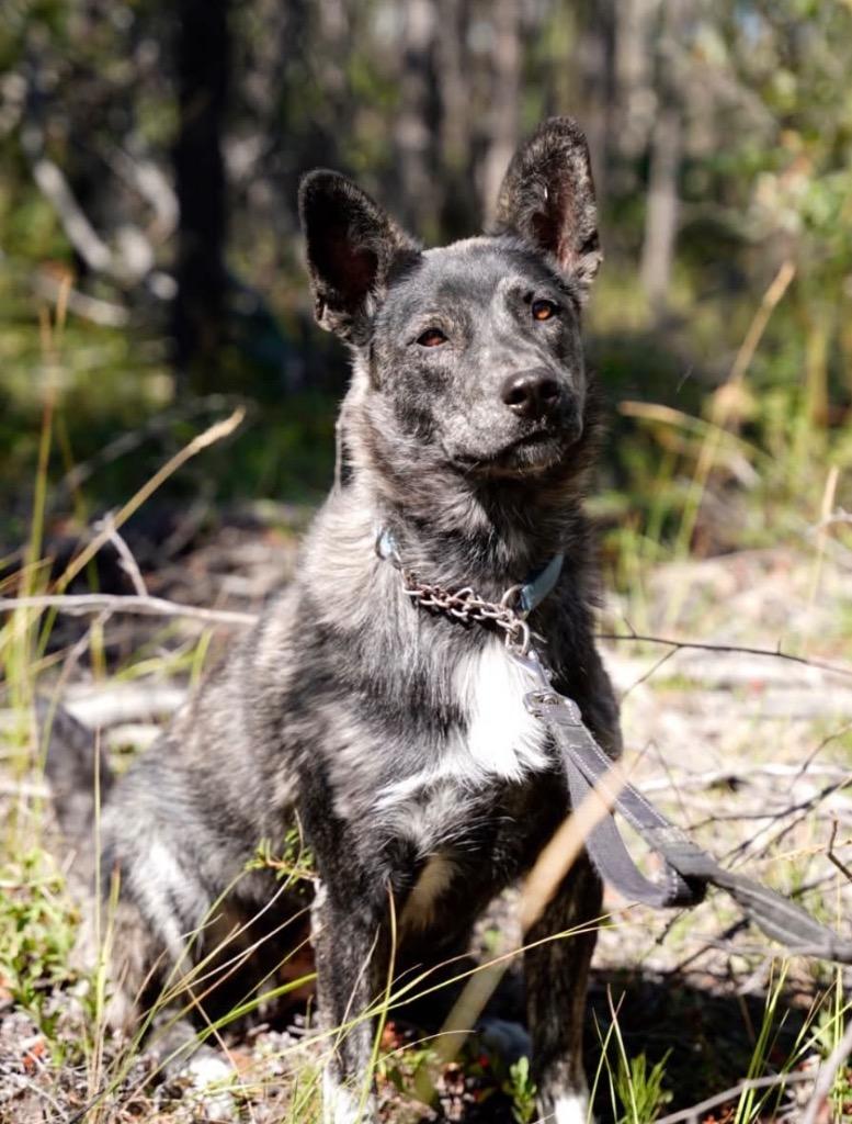 Enlarge Mitzi, a Adoptable mixed breed in Yellowknife, NT image 5/5