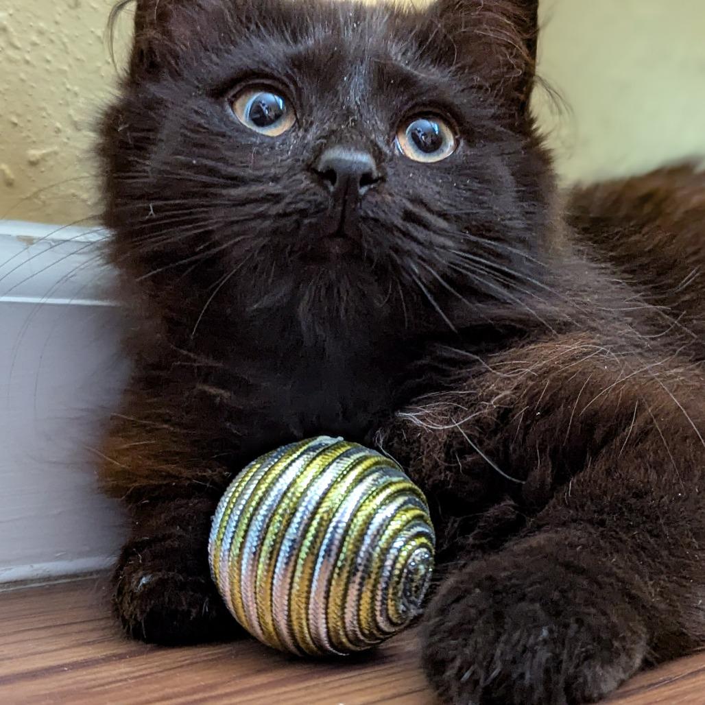 Kona, ADOPTABLE, Kitten Female Domestic Long Hair.