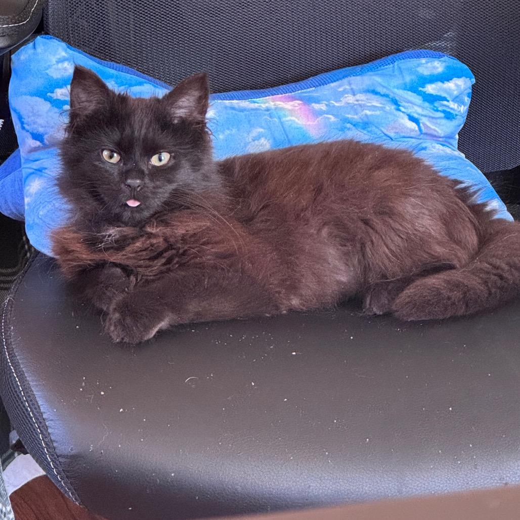 Kona, a ADOPTABLE Domestic Long Hair in Fenton, MI image 2/3