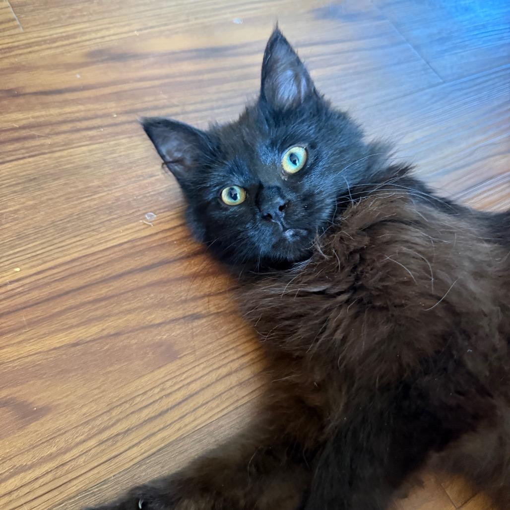 Kona, a ADOPTABLE Domestic Long Hair in Fenton, MI image 3/3