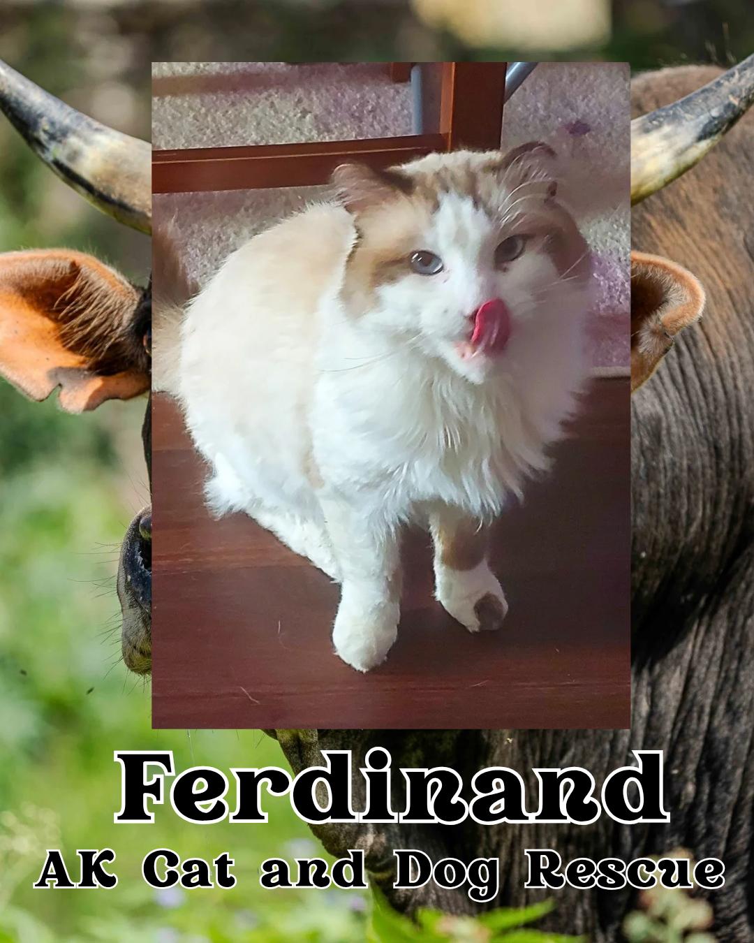 Enlarge Ferdinand, a Adoptable mixed breed in Wasilla, AK image 1/1