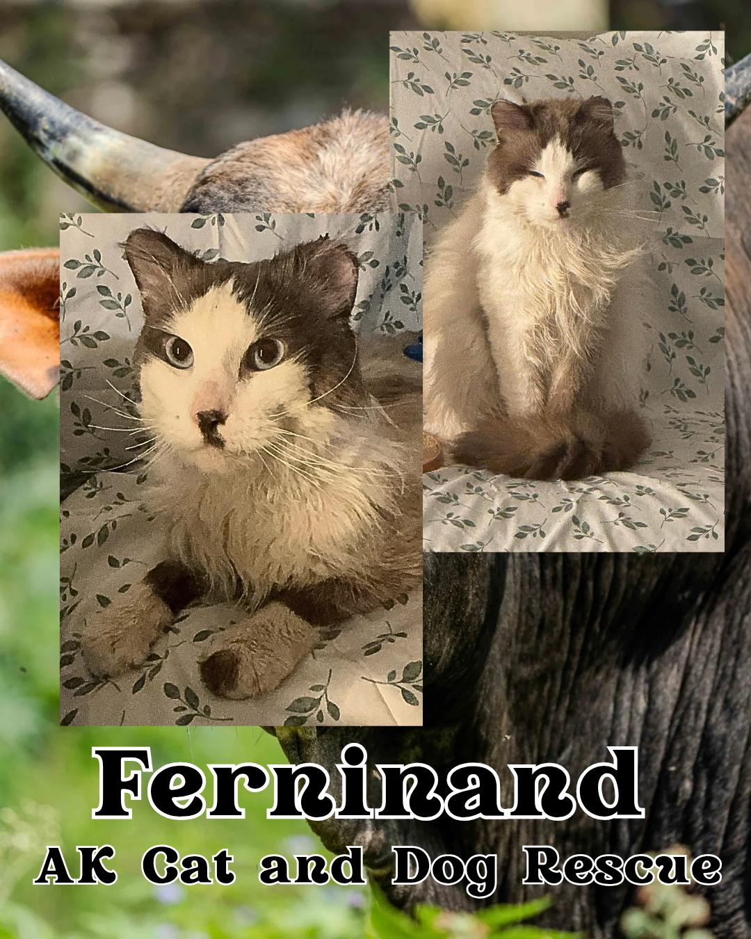 Enlarge Ferdinand, a Adoptable mixed breed in Wasilla, AK image 1/1