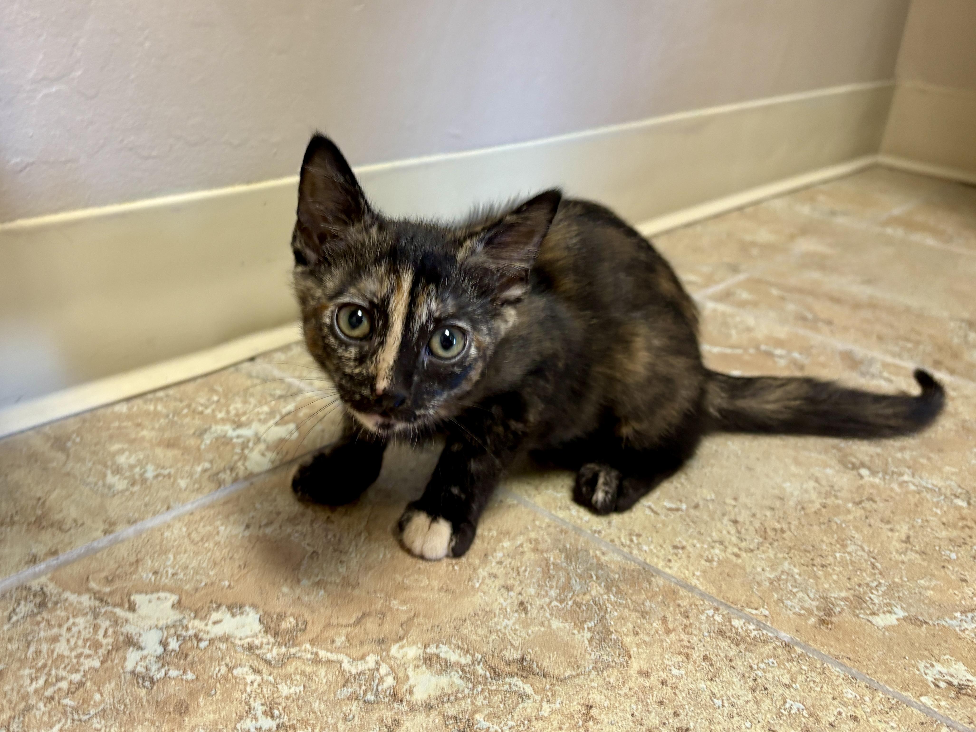 Samoa Moa, an adopted Domestic Short Hair in Fountain Hills, AZ image 2/2