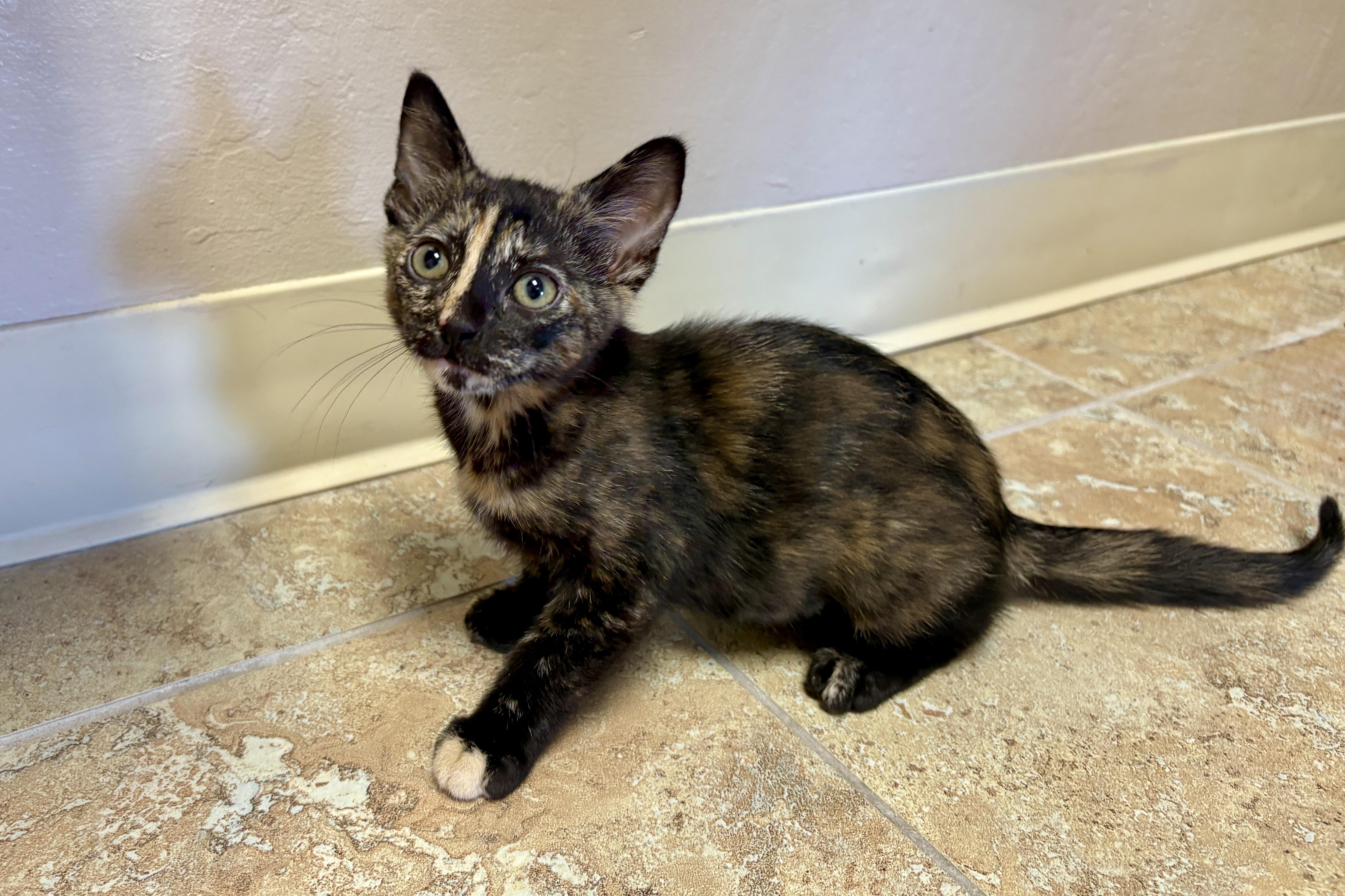 Samoa Moa, adopted, Kitten Female Domestic Short Hair.