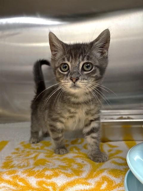 RAVIOLI, Adoptable, Kitten Male Domestic Medium Hair.