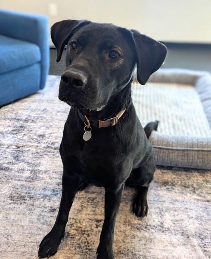 Enlarge Pepper, a Adoptable mixed breed in Portola, CA image 1/3