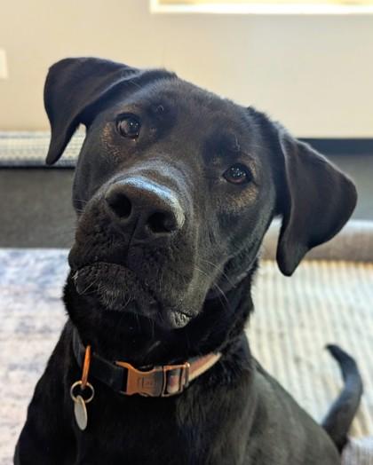 Enlarge Pepper, a Adoptable mixed breed in Portola, CA image 2/3