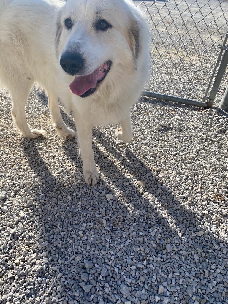 Enlarge Penny, a Adoptable Great Pyrenees in Morgantown, KY image 1/1