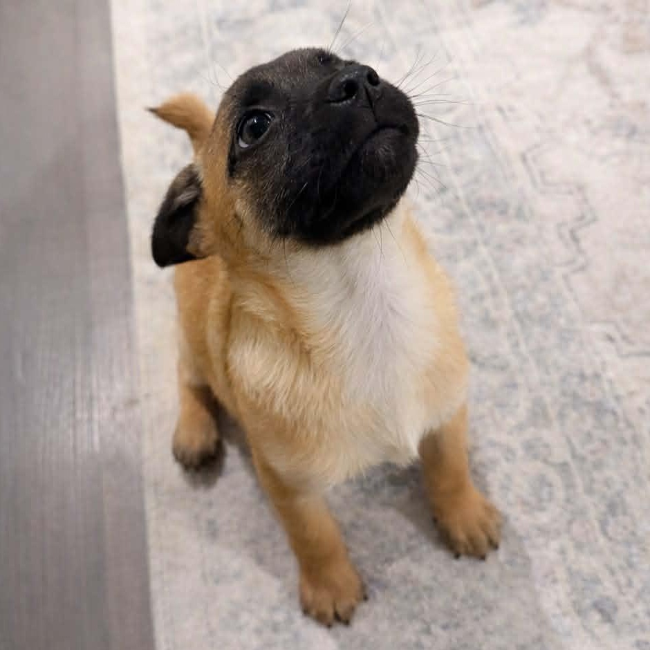 Enlarge Forester (Subaru litter), a Adoptable mixed breed in Silvana, WA image 2/4