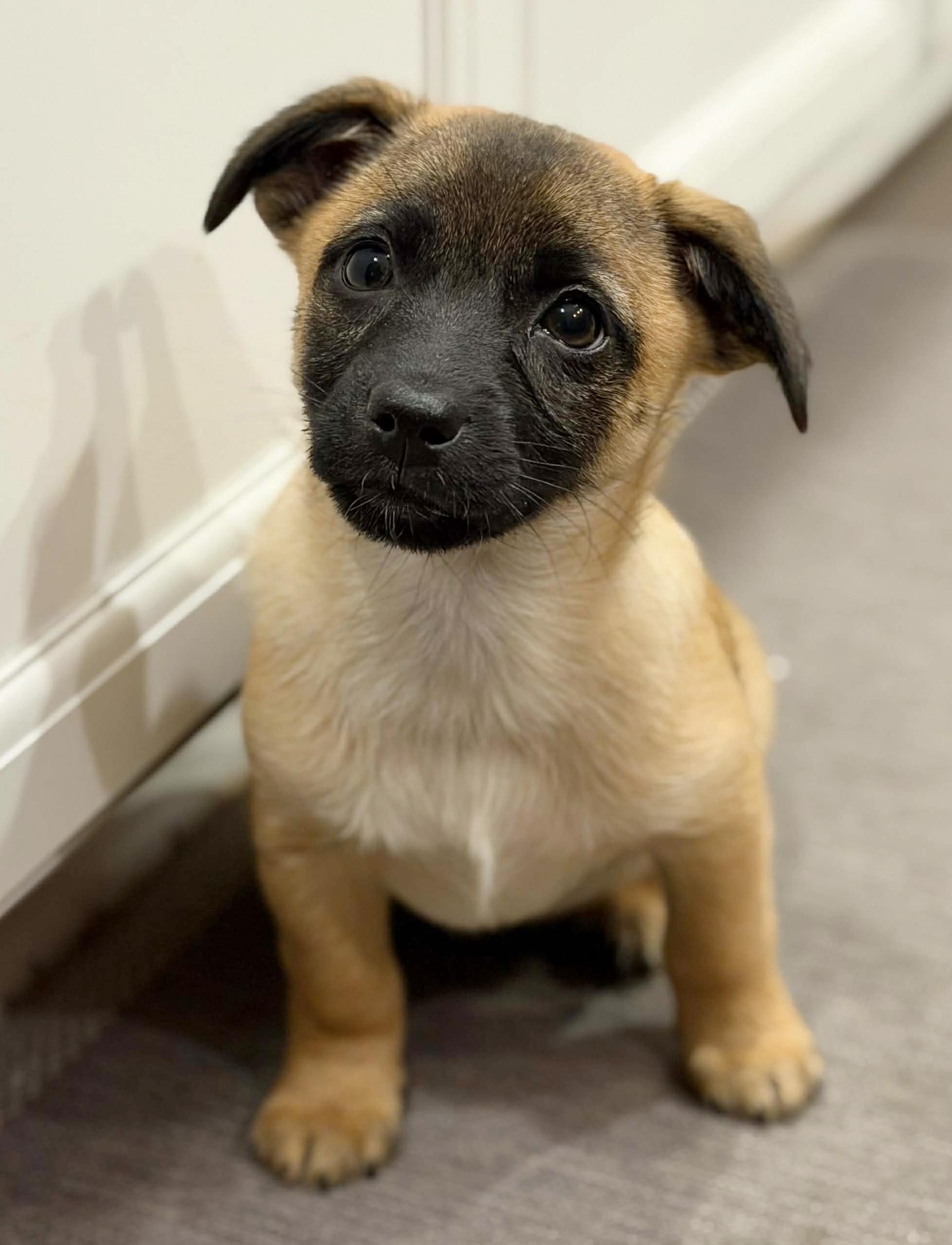 Forester (Subaru litter), Adoptable, Puppy Male Chihuahua & Dachshund.