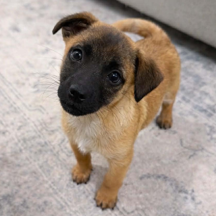 Forester (Subaru litter), Adoptable, Puppy Male Chihuahua.