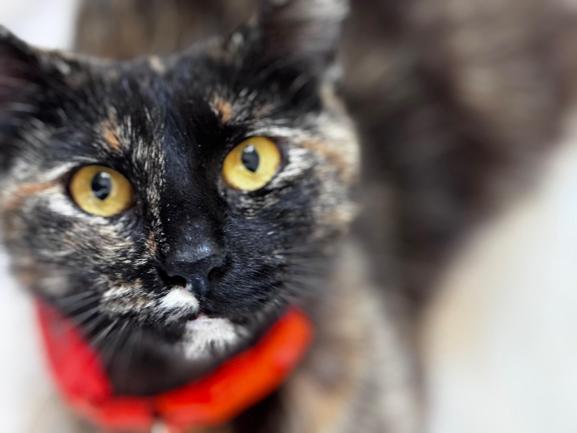Grizabella Domestic Short Hair Cat