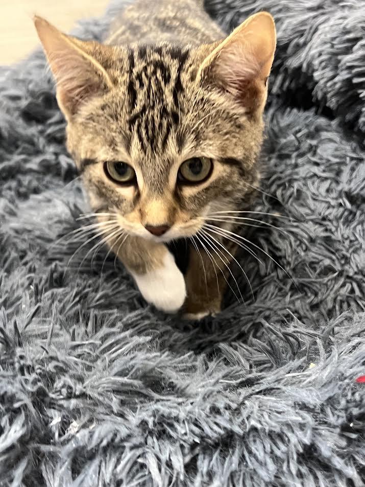 Iggy, ADOPTABLE, Kitten Male Domestic Short Hair.