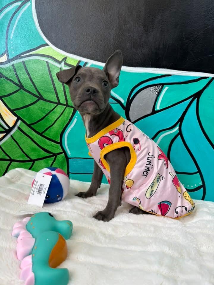 KALA. tinycauseadopt@gmail.com