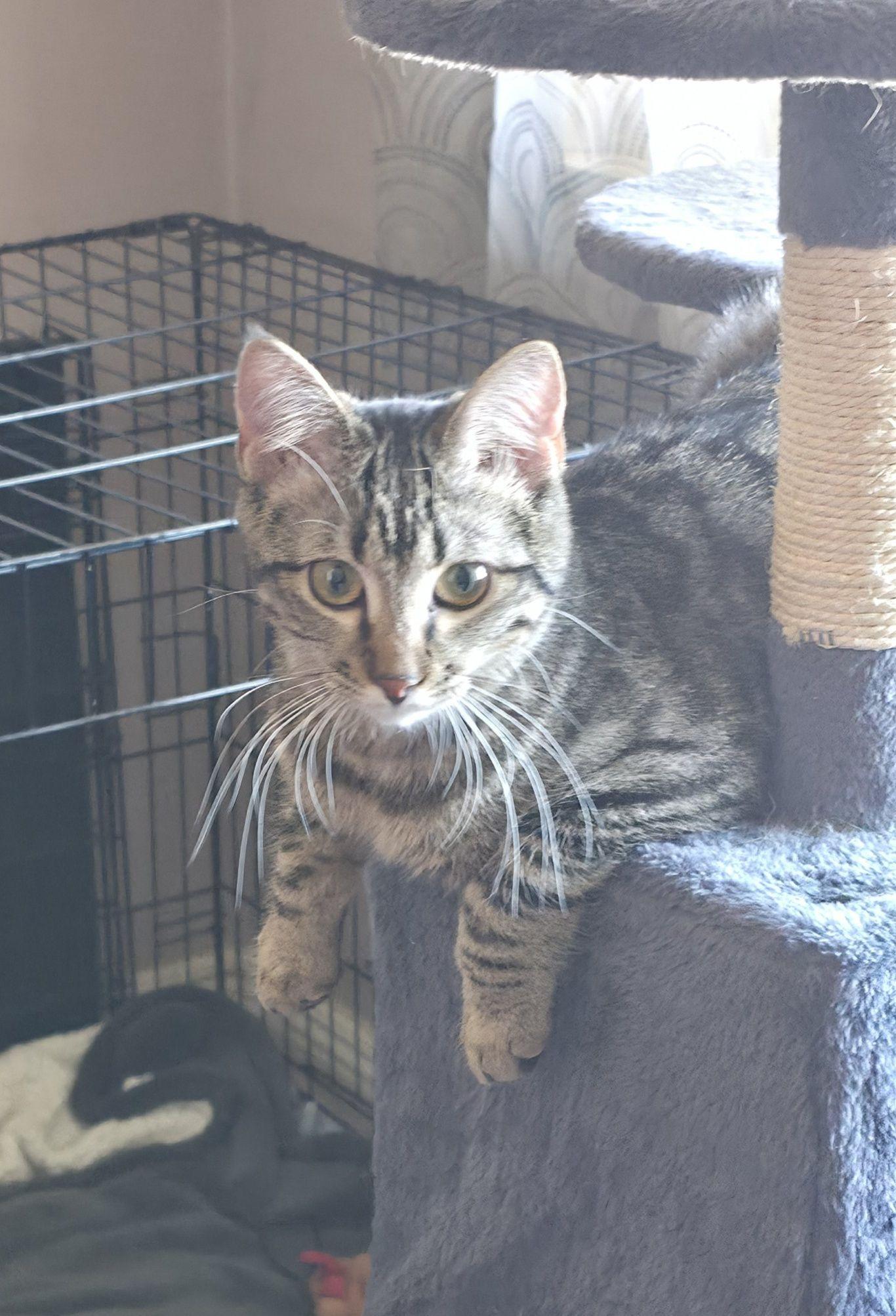 Dill, an adopted Domestic Short Hair in Manhattan, KS image 2/2