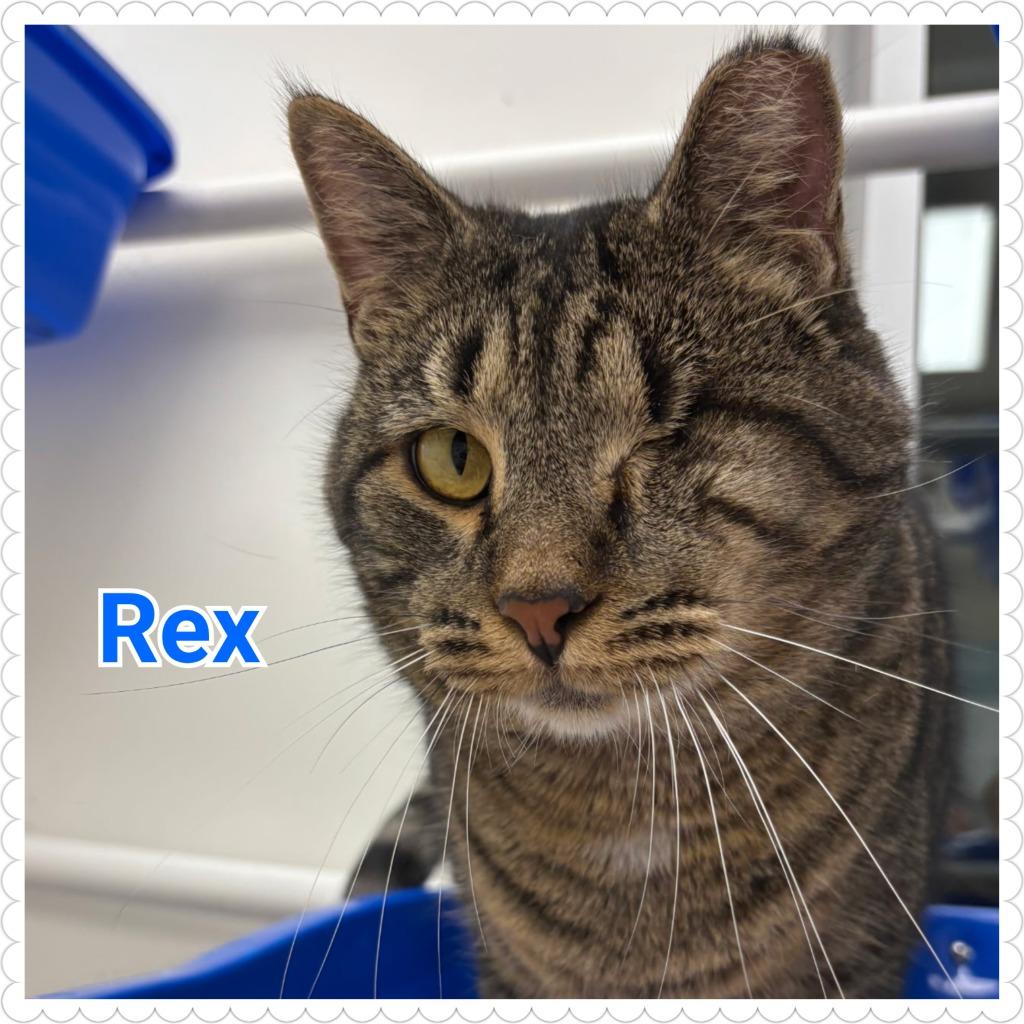 Rex, a Adoptable mixed breed in North Saint Paul, MN image 2/5