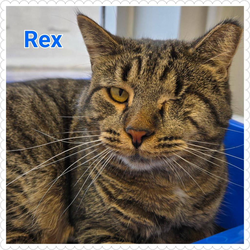 Rex, a Adoptable mixed breed in North Saint Paul, MN image 1/5