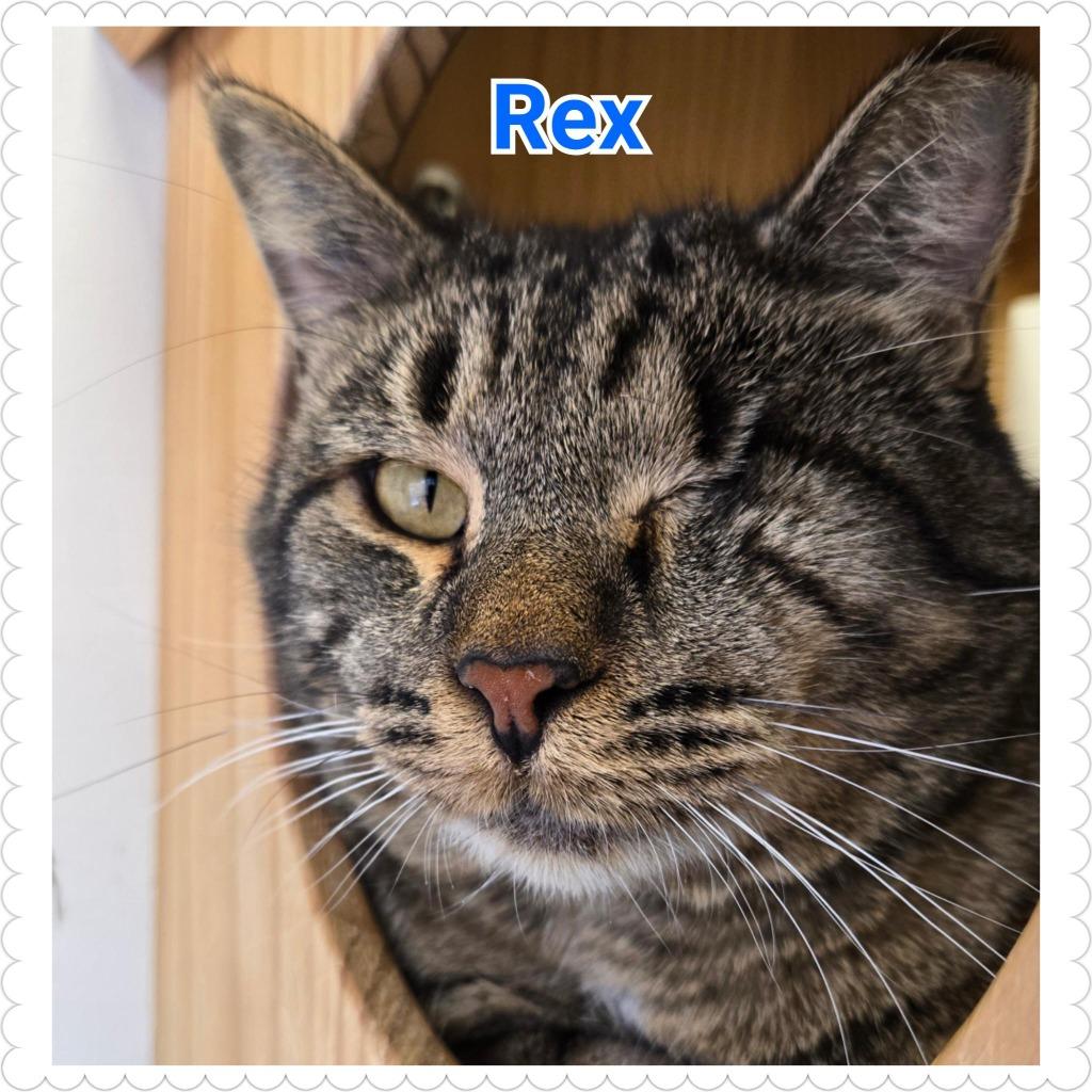 Rex, a Adoptable mixed breed in North Saint Paul, MN image 3/5