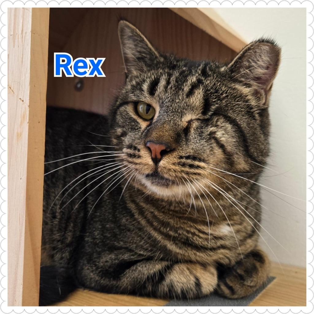 Rex, a Adoptable mixed breed in North Saint Paul, MN image 4/5