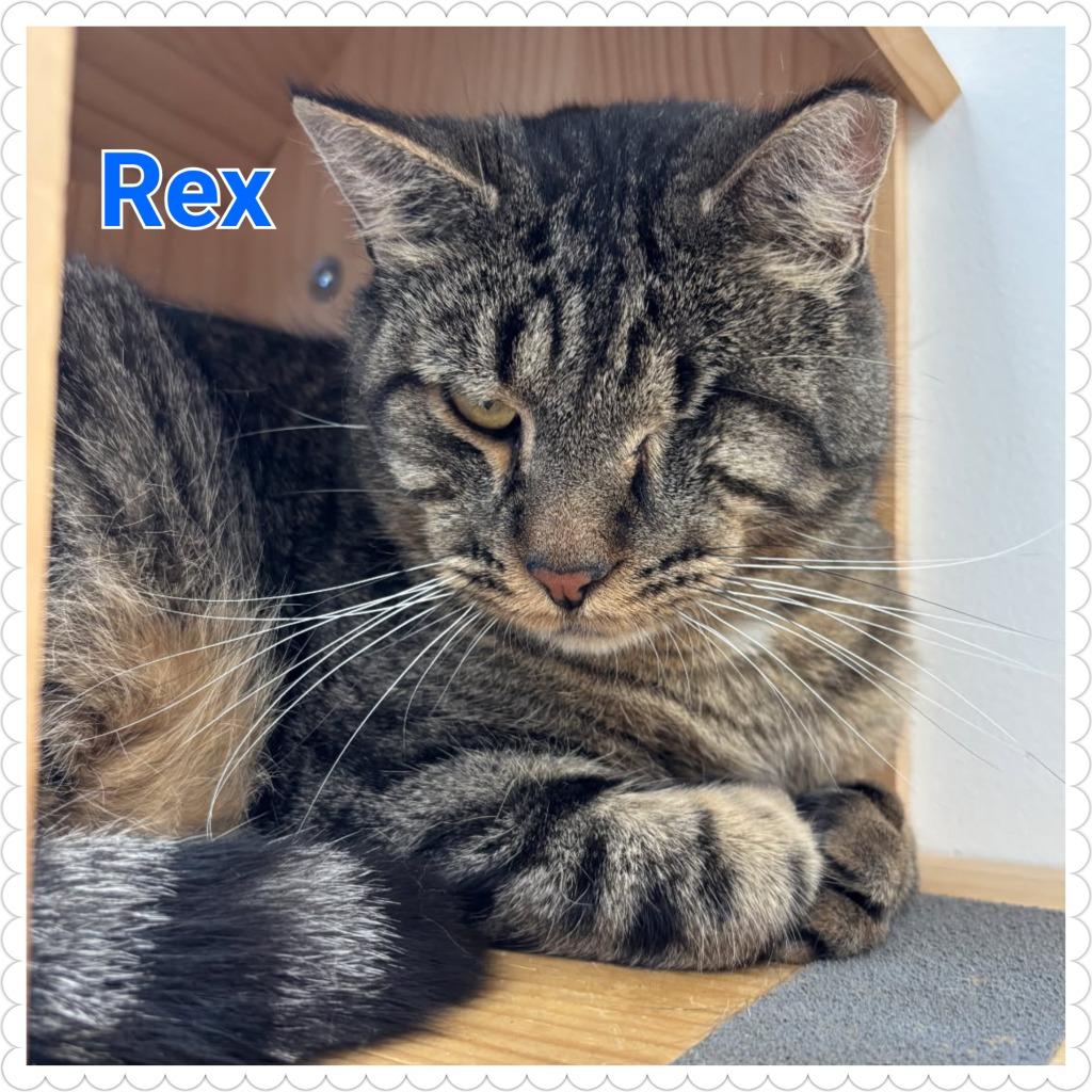 Rex, a Adoptable mixed breed in North Saint Paul, MN image 5/5