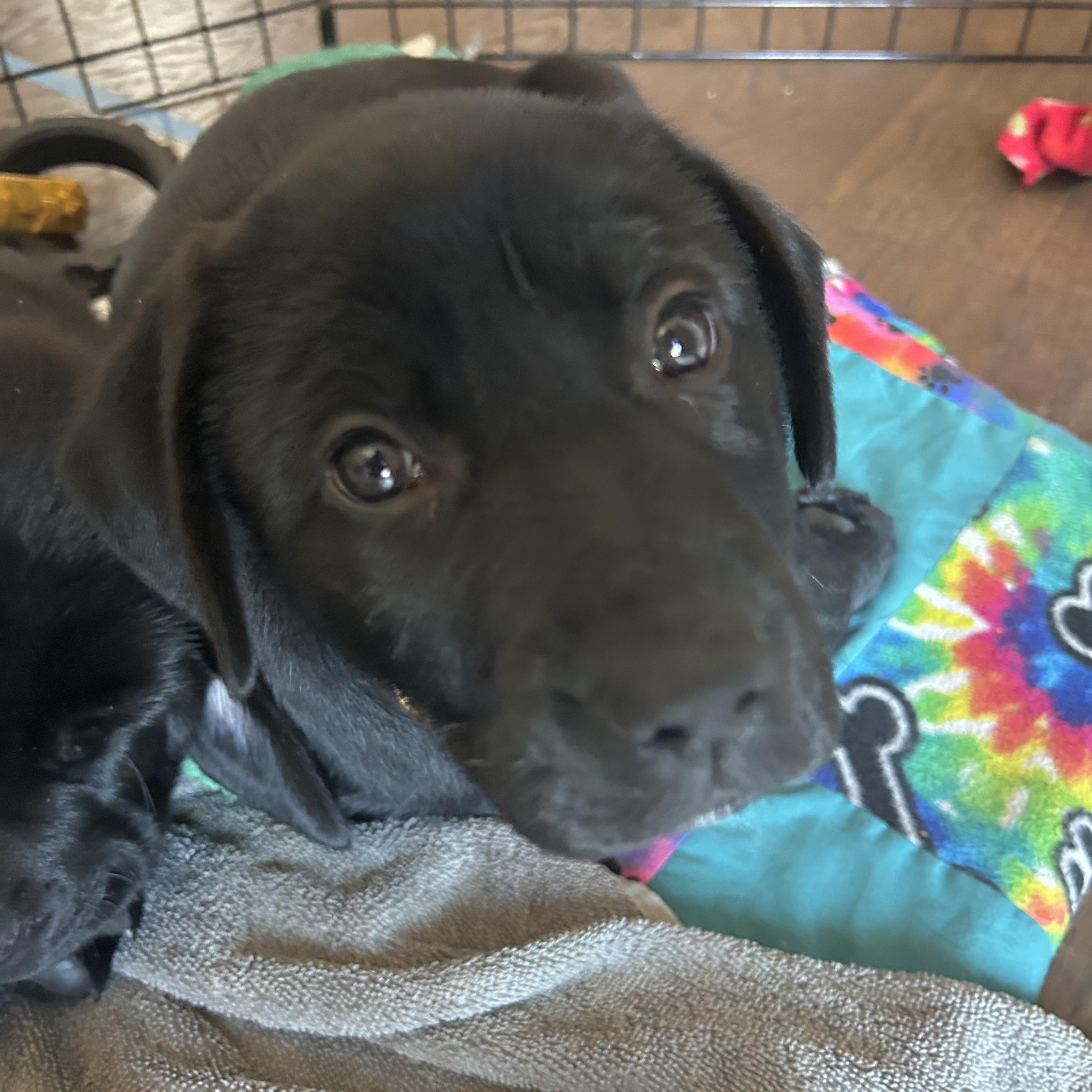 Enlarge Oreo, a ADOPTABLE Black Labrador Retriever in Prior Lake, MN image 5/5