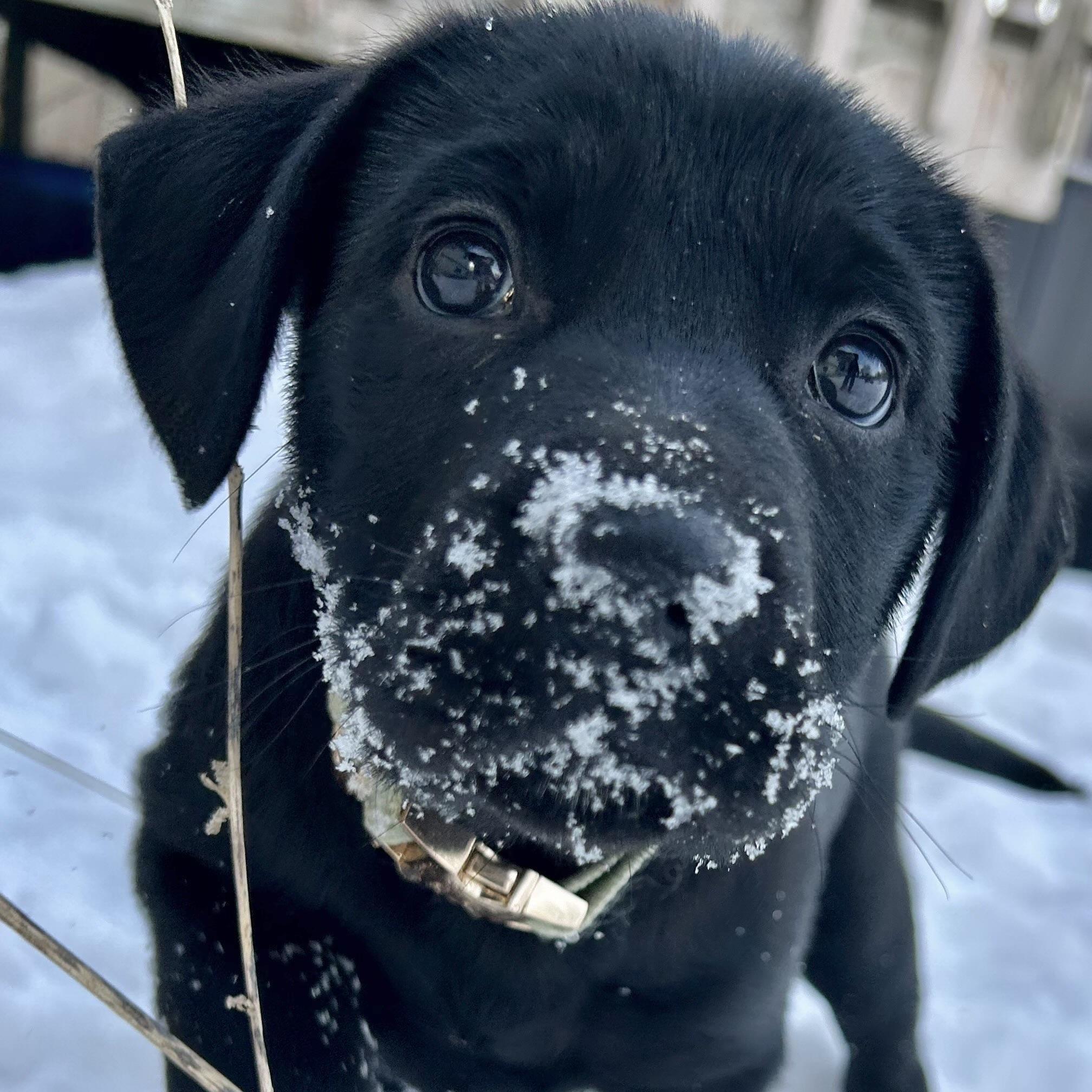 Enlarge Oreo, a ADOPTABLE Black Labrador Retriever in Prior Lake, MN image 1/5