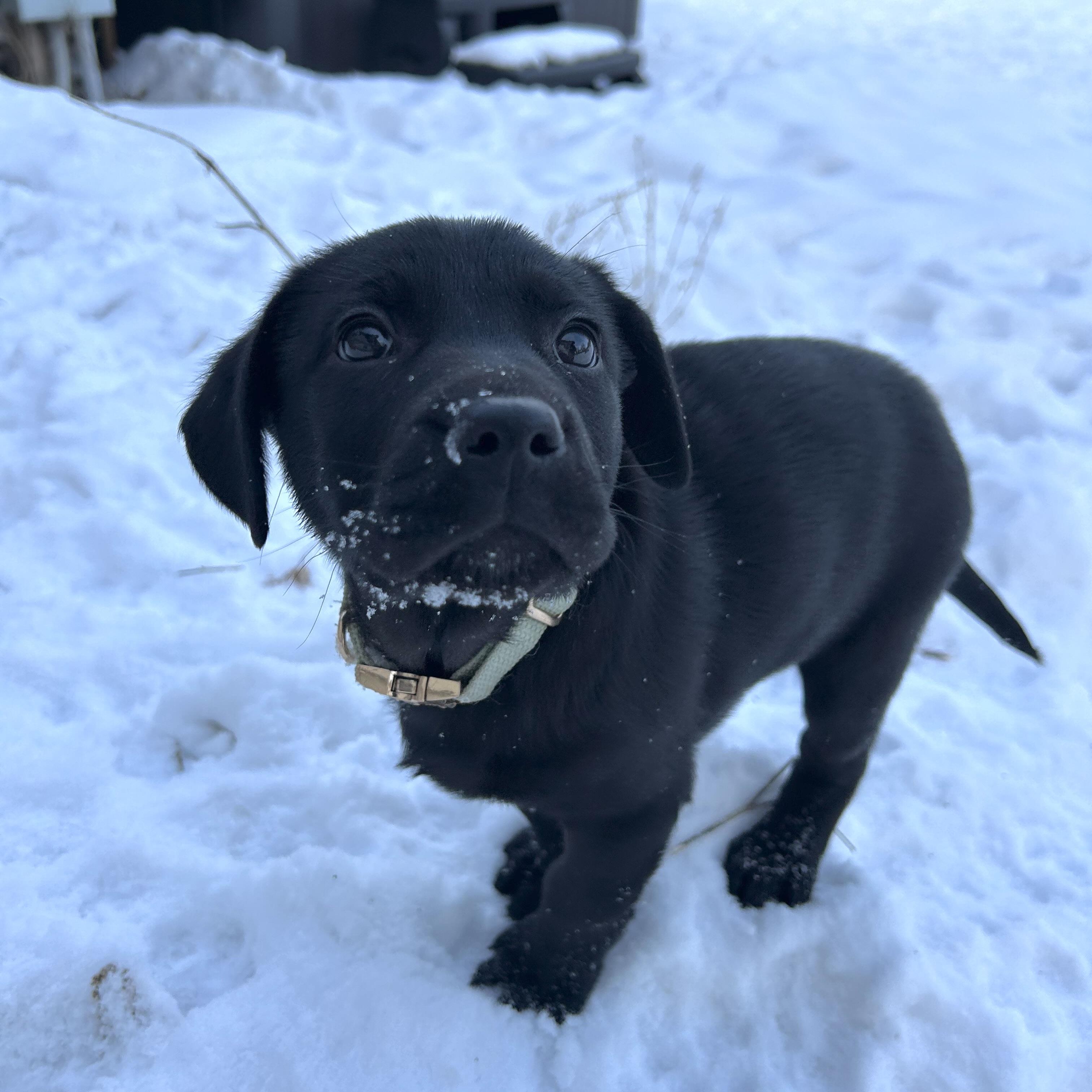 Enlarge Oreo, a ADOPTABLE Black Labrador Retriever in Prior Lake, MN image 4/5