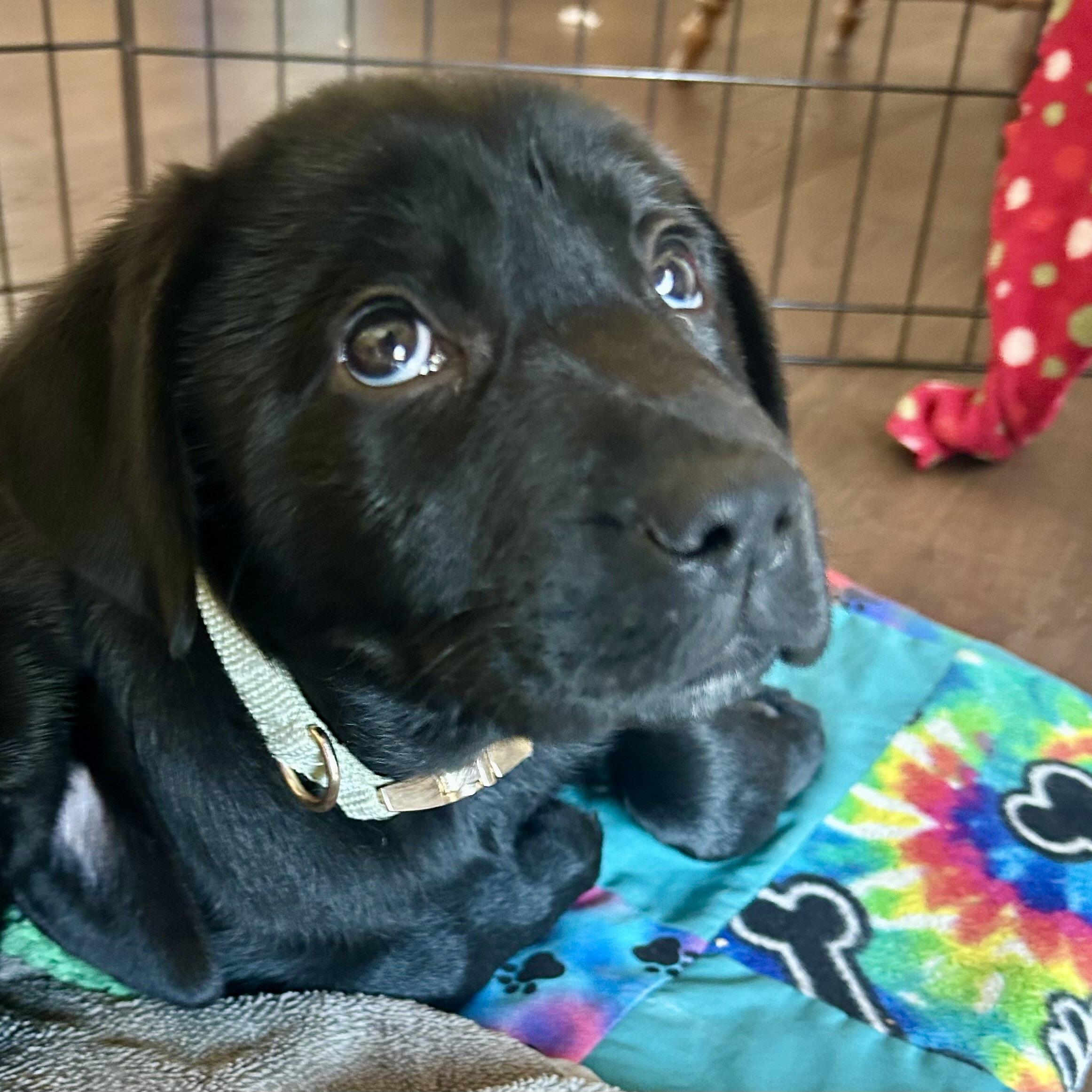 Enlarge Oreo, a ADOPTABLE Black Labrador Retriever in Prior Lake, MN image 3/5