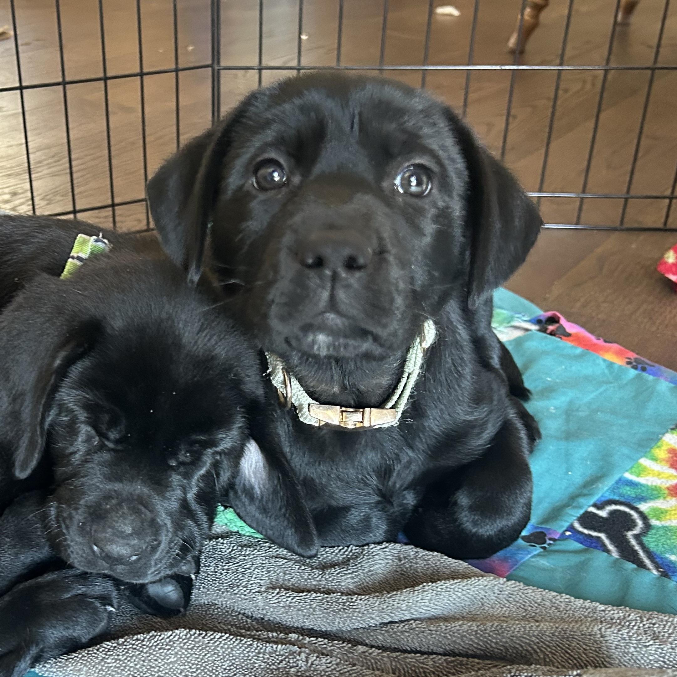 Enlarge Oreo, a ADOPTABLE Black Labrador Retriever in Prior Lake, MN image 2/5