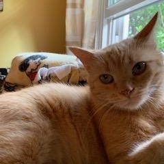 Pecosita, a Adoptable Domestic Short Hair in Sterling, VA image 3/6