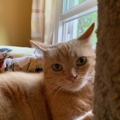 Pecosita, Adoptable, Adult Female Domestic Short Hair.