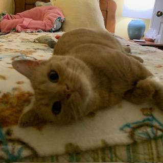 Pecosita, a Adoptable Domestic Short Hair in Sterling, VA image 2/6