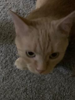 Pecosita, a Adoptable Domestic Short Hair in Sterling, VA image 5/6