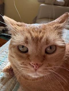 Freckles (aka Pecosita), Adoptable, Adult Female Domestic Short Hair.