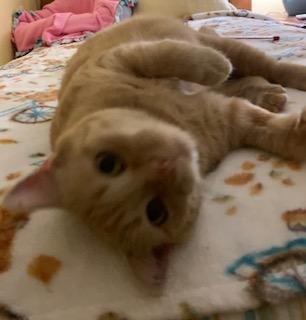 Pecosita, a Adoptable Domestic Short Hair in Sterling, VA image 4/6