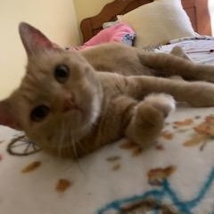 Pecosita, a Adoptable Domestic Short Hair in Sterling, VA image 6/6